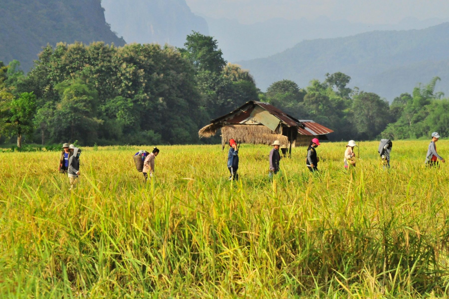 Landgrabbing in Laos – Entwicklung für wen?
